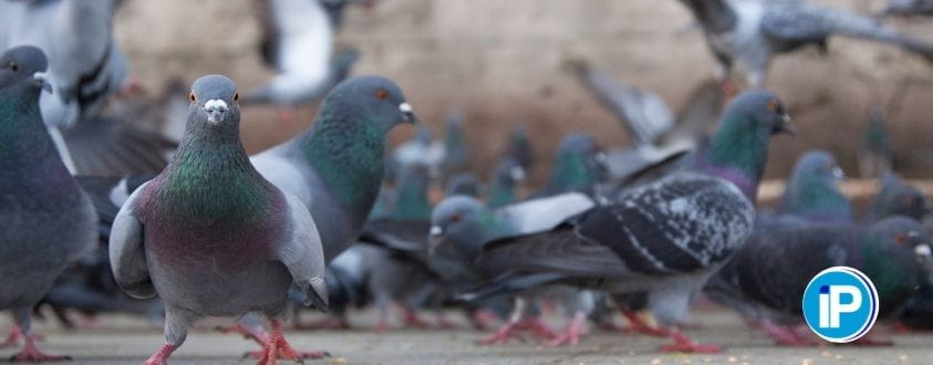 Los peligros de una plaga de palomas